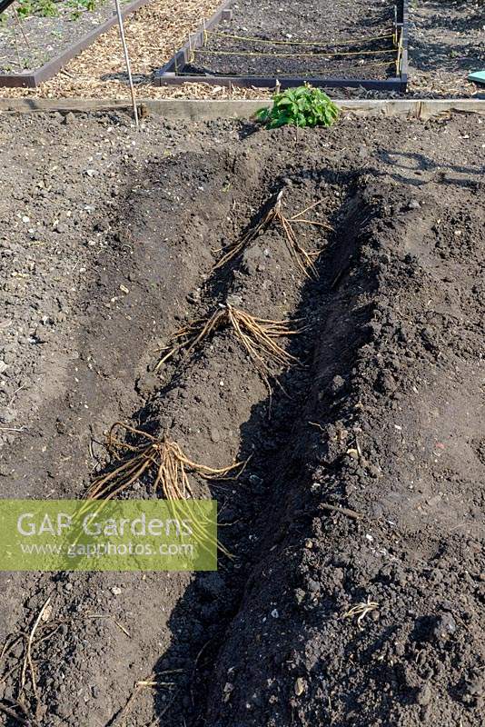 Asparagus crowns spaced out for planting on the ridge in a prepared trench 