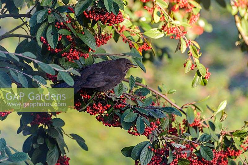 Turdus merula 