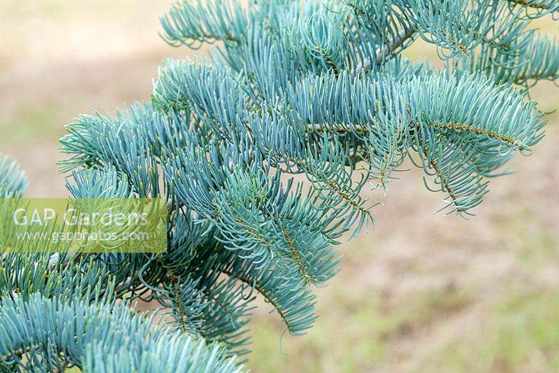 Abies concolor Violacea Group 'Violacea Prostrate' - White Fir 'Violacea Prostrate'
