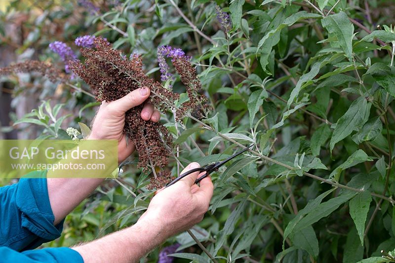 Gardener deadheading Buddleja - Butterfly bush. 