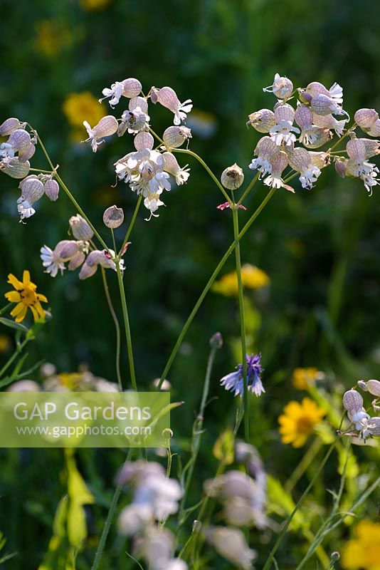 Silene vulgaris - Bladder Campion 