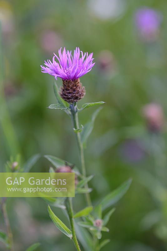 Centaurea nigra - Common Knapweed 