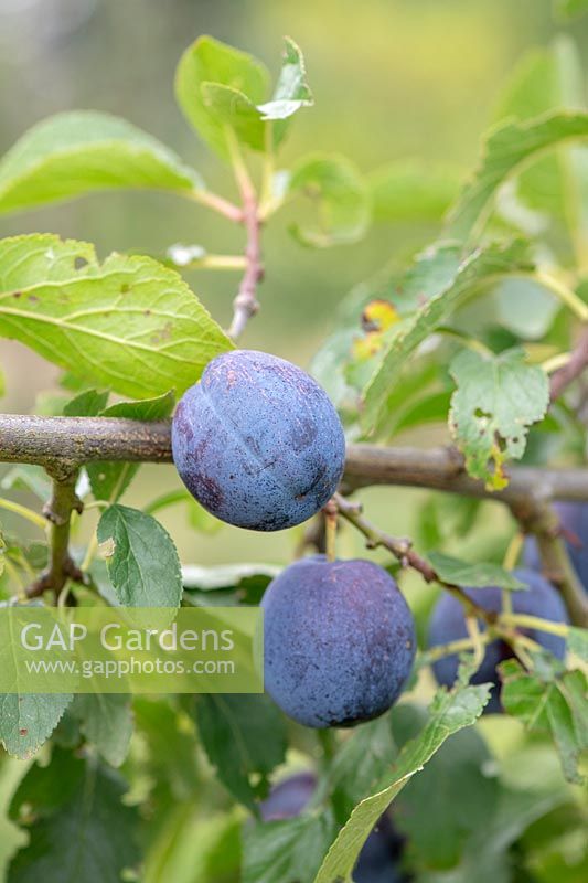 Prunus domestica - Plum 'Belgian Purple'