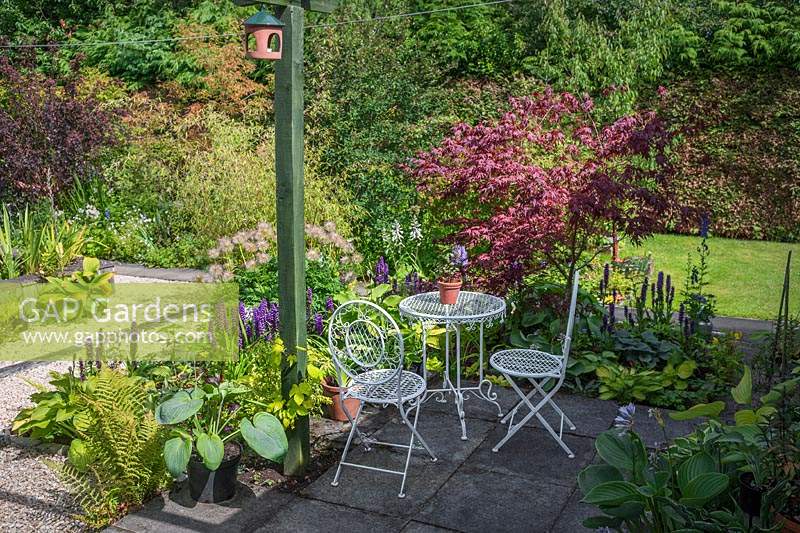 Patio furniture on patio, by border of Hosta, Dactylorhiza orchids and Acer palmatum - Japanese Maple. 
