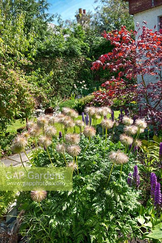 Back garden border, with Pulsatilla seed heads, Acer palmatum - Japanese maple and Dactylorhiza orchids. 