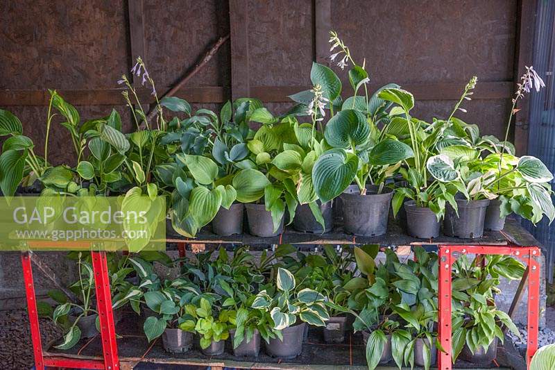 Potted Hosta varieties kept on shelves in the shade shed.