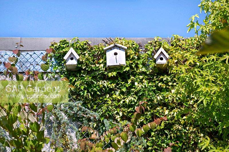 Three bird houses attached to the garage wall, surrounded by a variegated ivy climber.