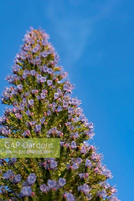 Huge spires of Echium pininana.  These architectural flowers are also known as Giant Viper's Bugloss or tree echiums.