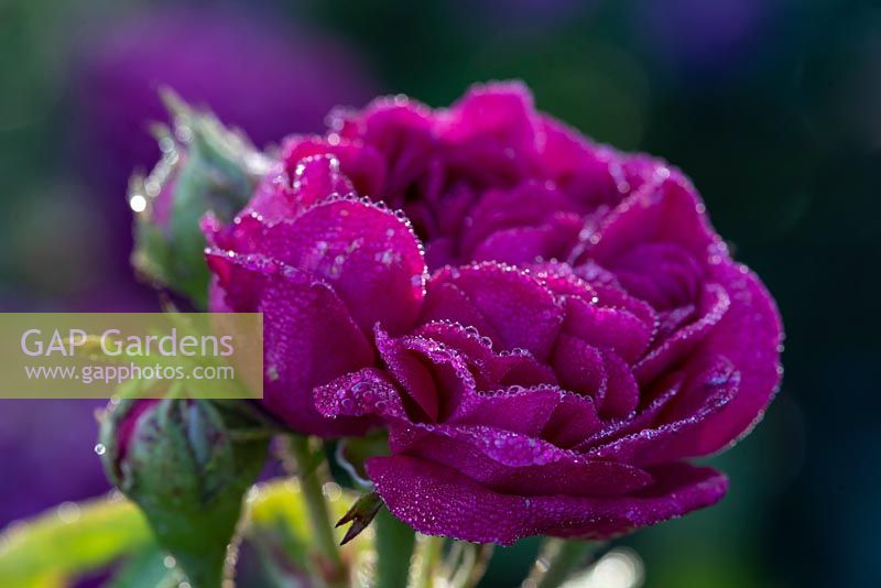 Rose de Rescht coated in early morning dew. 