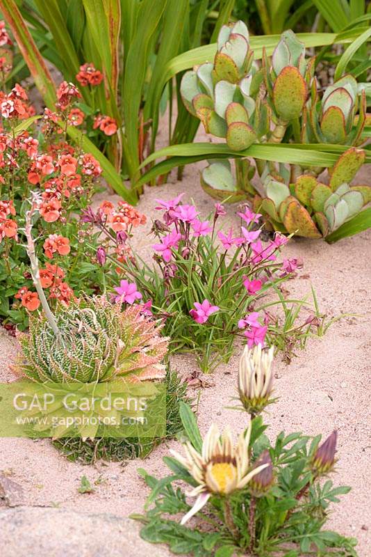Exotic border with Aloe aristata, Gazania, Rhodohypoxis, Diascia and Crassula in a sand mulched bed at a private garden on Little Loch Broom, Wester Ross, Scotland. 