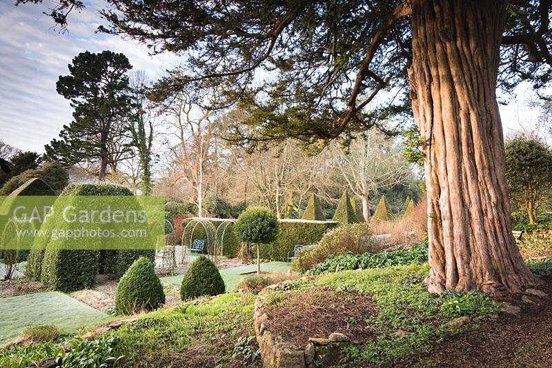 The trunk of an old yew catches morning sunlight at the Old Rectory, Netherbury, UK, framing the formal garden below of clipped box, bay and standard Portugese laurels.