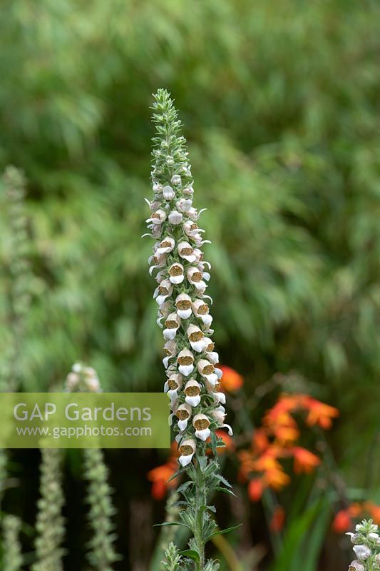 Digitalis trojana - Helen of Troy Foxglove