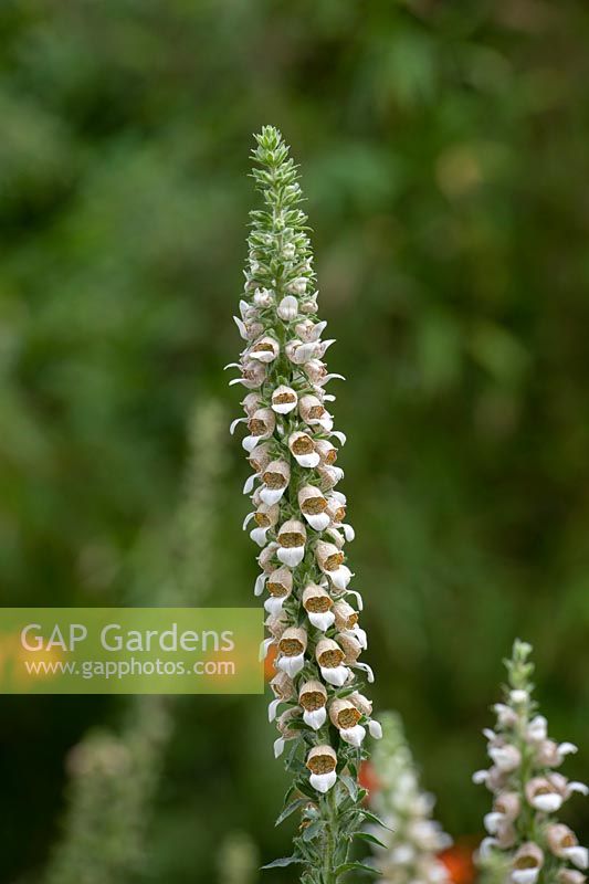 Digitalis trojana - Helen of Troy Foxglove