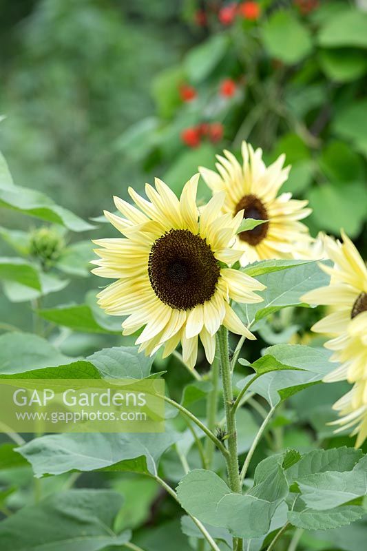 Helianthus annuus 'Buttercream' - Sunflower 'Buttercream'