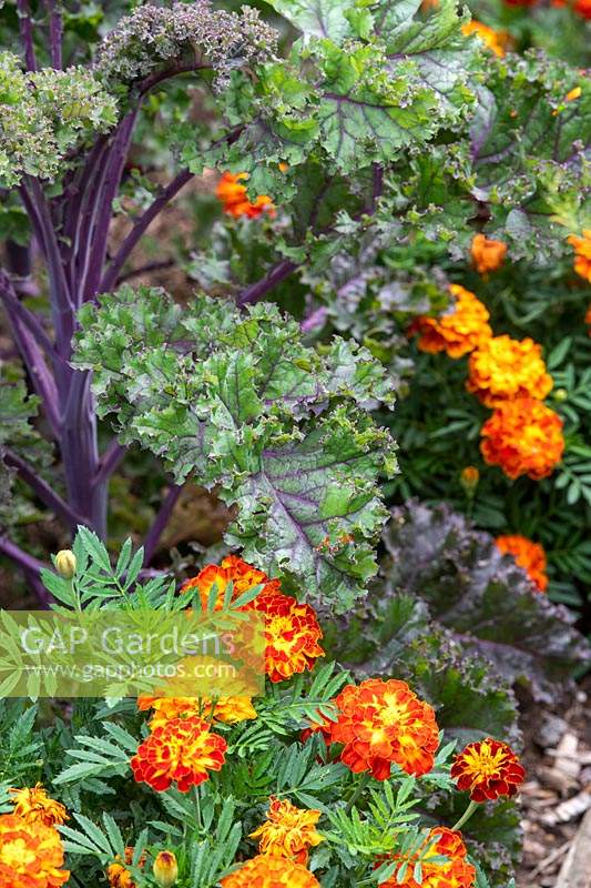 Brassica oleracea - Kale Redbor and Tagetes - Marigold 'Honeycomb'