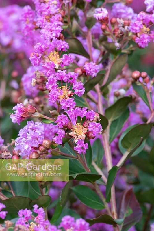 Lagerstroemia indica 'With Love Eternal'  - Crape Myrtle 'With Love Eternal'