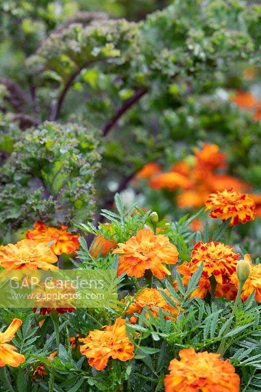 Tagetes patula - Marigold 'Honeycomb' and Brassica - Kale 'Redbor'
