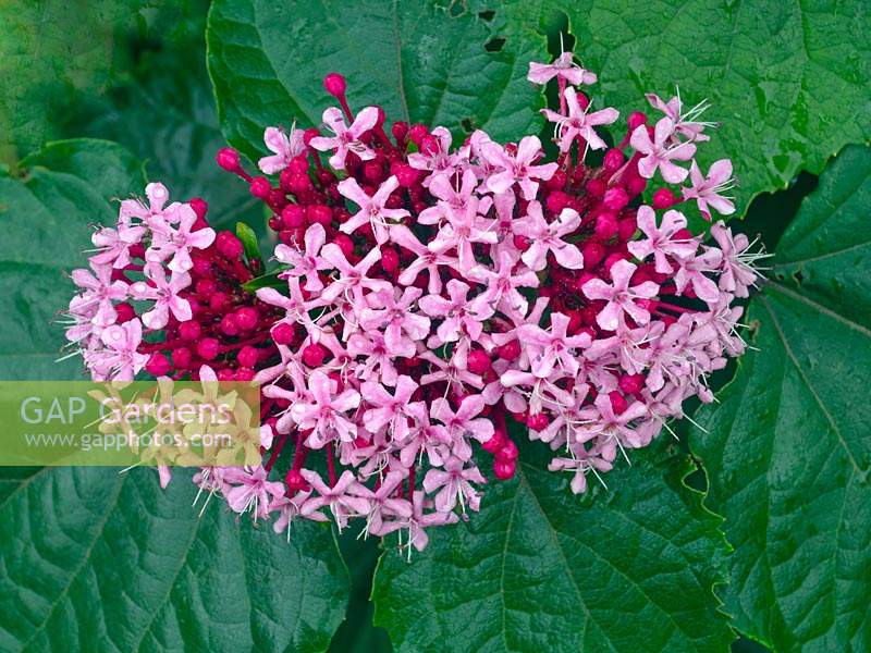 Clerodendrum bungei - Glory flower