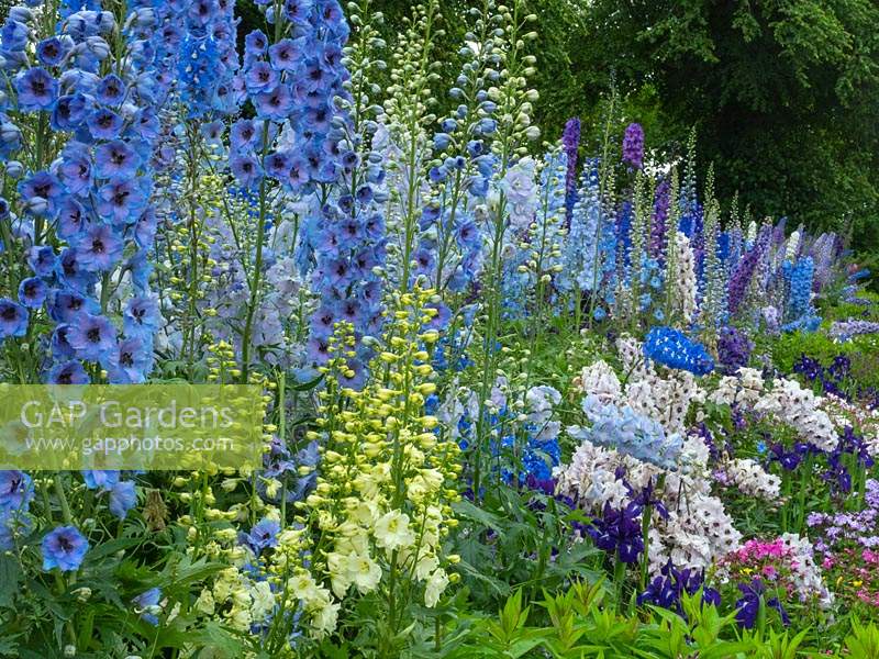 Delphiniums in border at Dumfries House Scotland