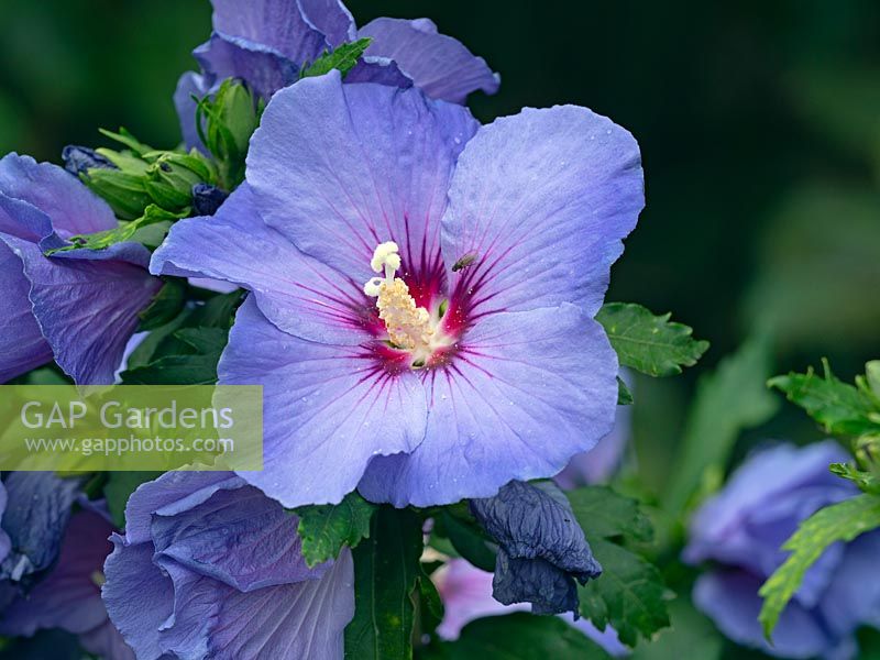 Hibiscus syriacus 'Blue Bird' -  Oiseau Bleu