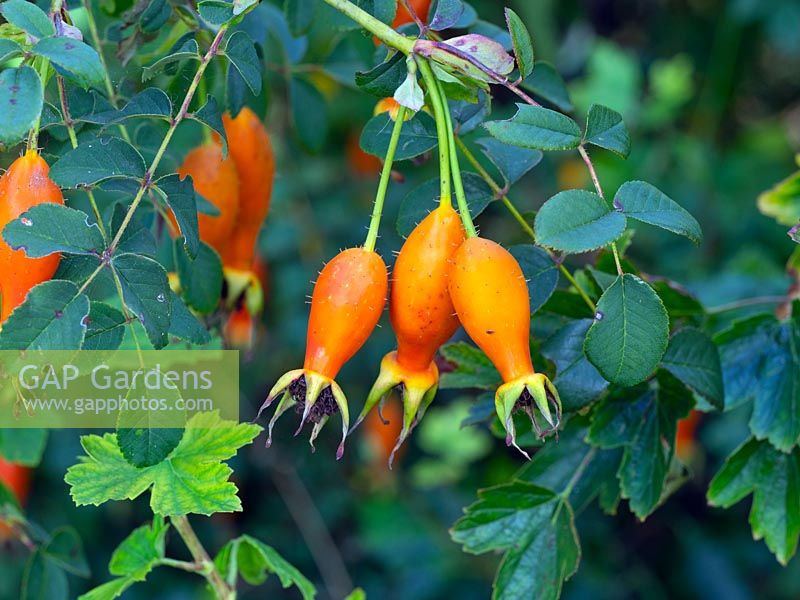 Hips of Rosa moyesii - Shrub Rose