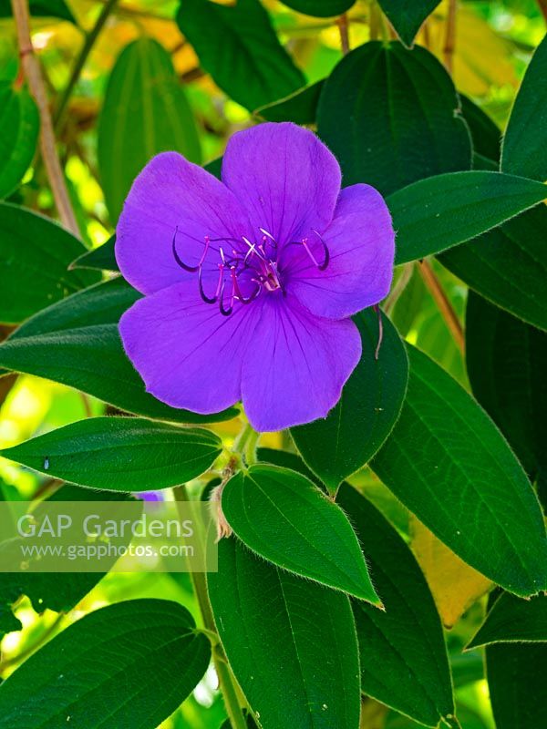 Tibouchina urvilleana - Glory bush