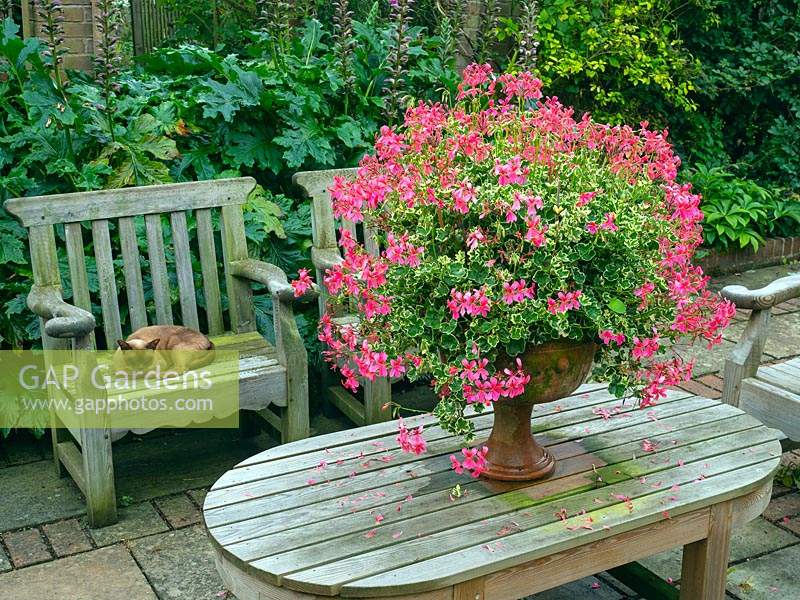 Urn with scented Pelargonium by seating area East Ruston Old vicarage garden, Norfolk, UK. 