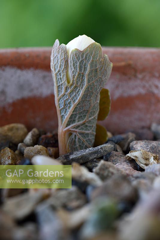 Sanguinaria canadensis f. multiplex - Double Canada puccoon -  New shoot growing through gravel  