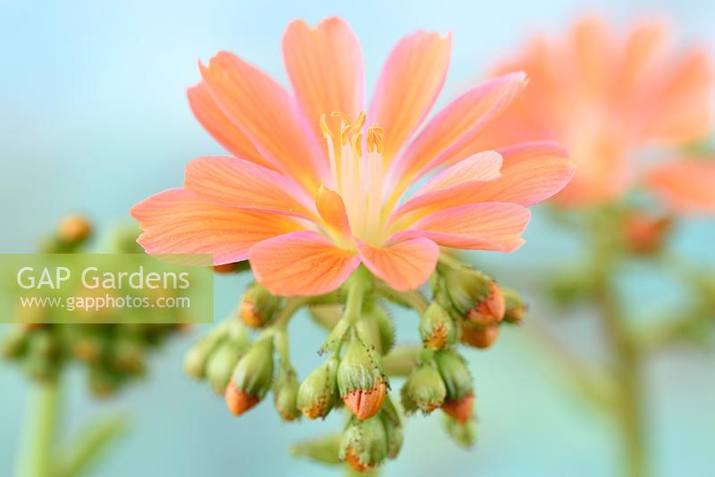 Lewisia cotyledon - Siskiyou lewisia
