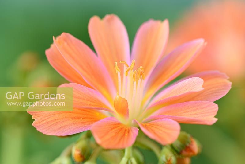 Lewisia cotyledon - Siskiyou lewisia
