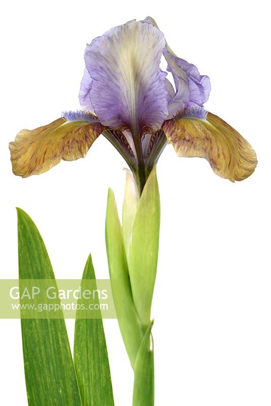Iris 'Hocus Pocus' - Standard Dwarf Bearded iris 'Hocus Pocus' 