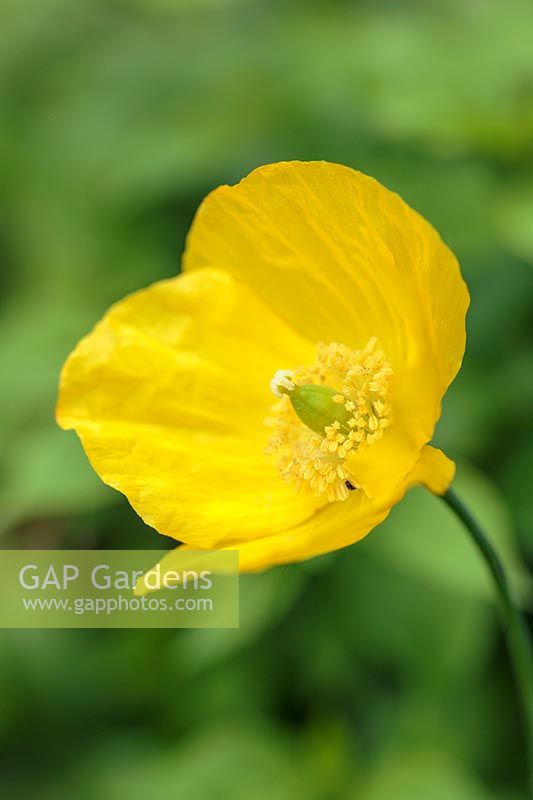 Meconopsis cambrica