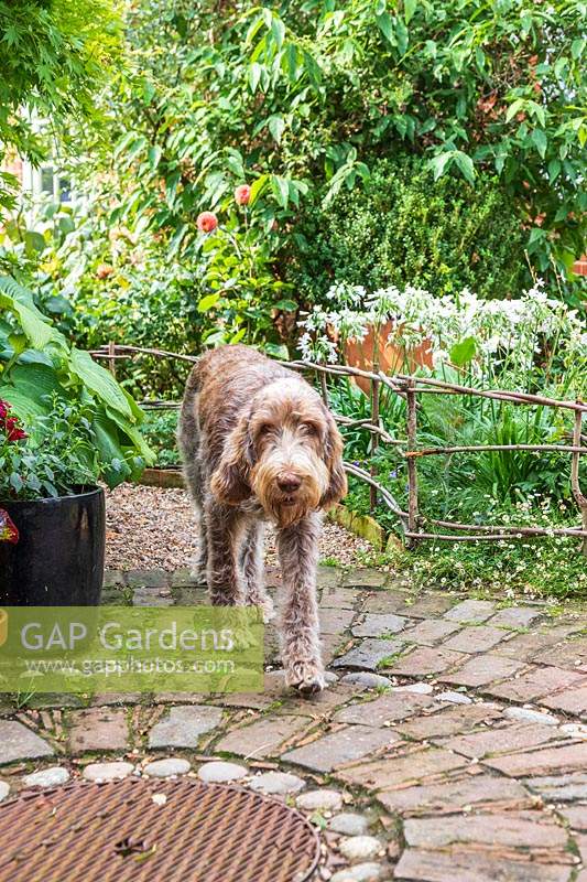 Nelly the Spinone - pet dog, Carrier's Cottage 