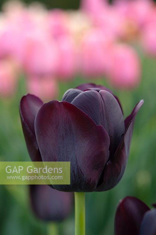 Tulipa 'Queen Of Night' 