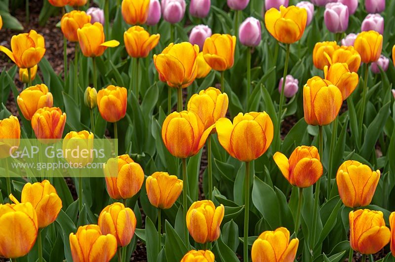 Tulipa 'Blushing Apeldoorn' 