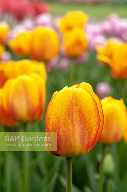 Tulipa 'Blushing Apeldoorn' 