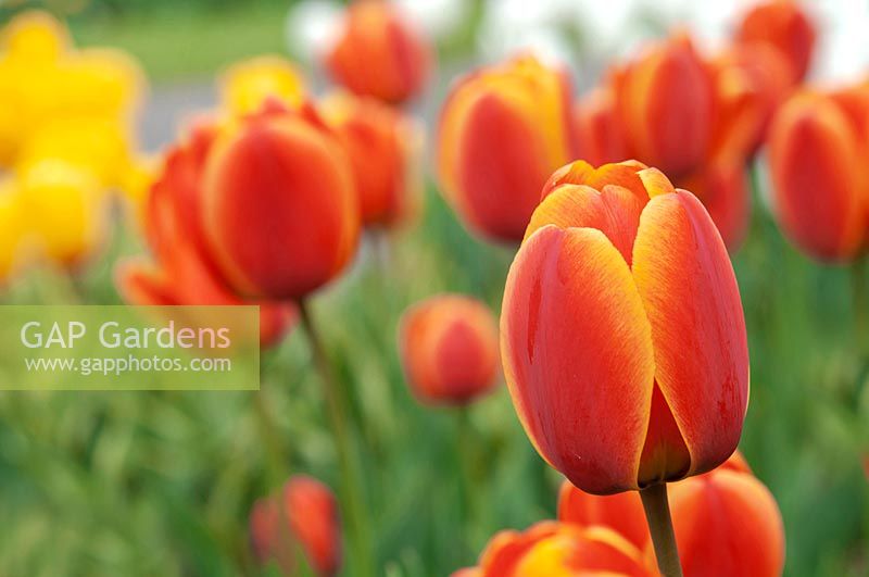 Tulipa 'Apeldoorn Elite' 