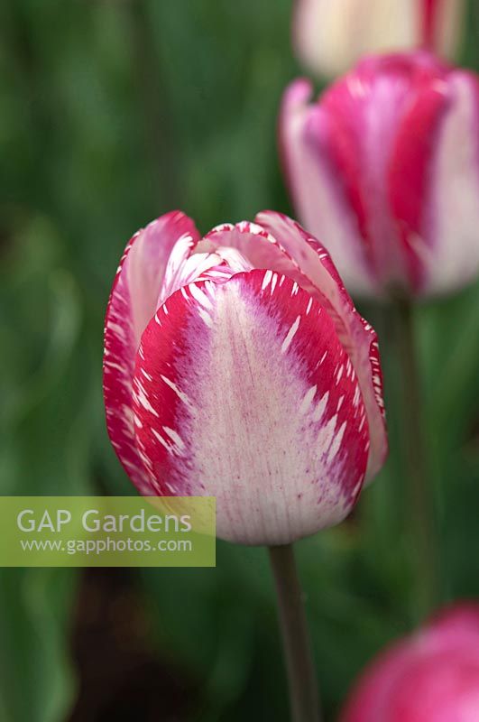 Tulipa 'Mata Hari' 