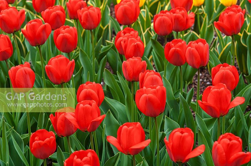 Tulipa 'Apeldoorn' 