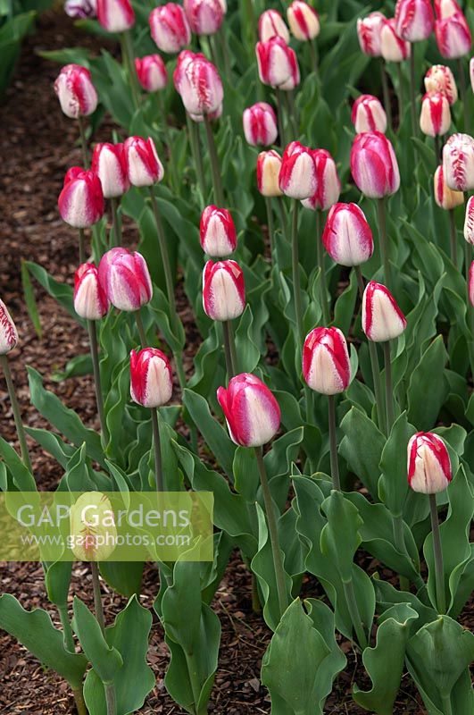 Tulipa 'Mata Hari' 