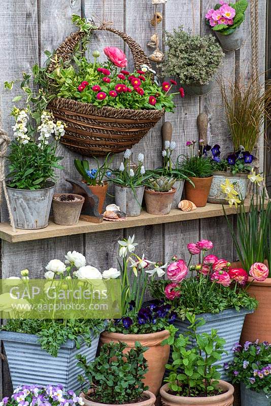 Wall basket planted with pink Persian buttercups and bellis daisies. On shelf, pots of wallflowers, Scillas, succulents and grape Hyacinths. On wall below, pots of Daffodils, Persian buttercups, Violas and mints.