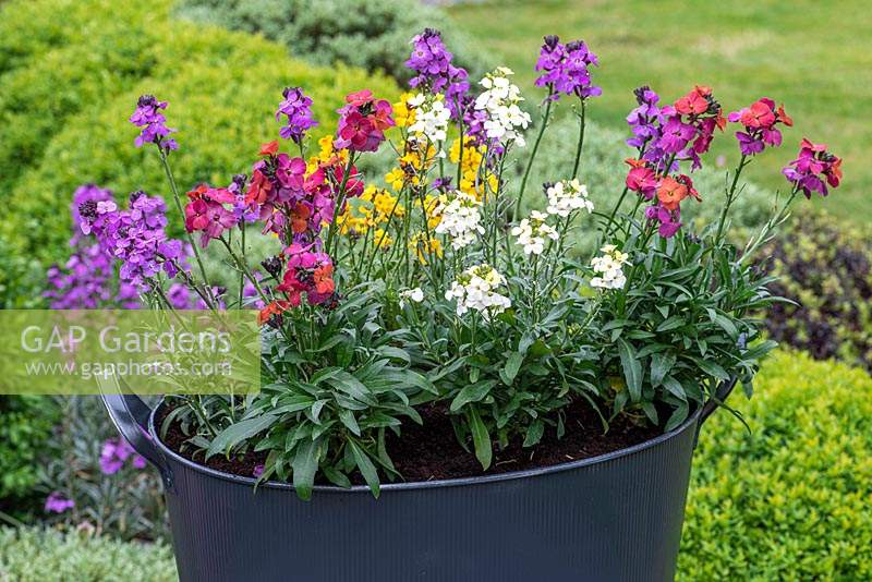 Erysimum varieties in large container with 'Bowles Mauve', 'Rysi Moon Cream', 'Winter Orchid' and 'Yellow Erysistible'.