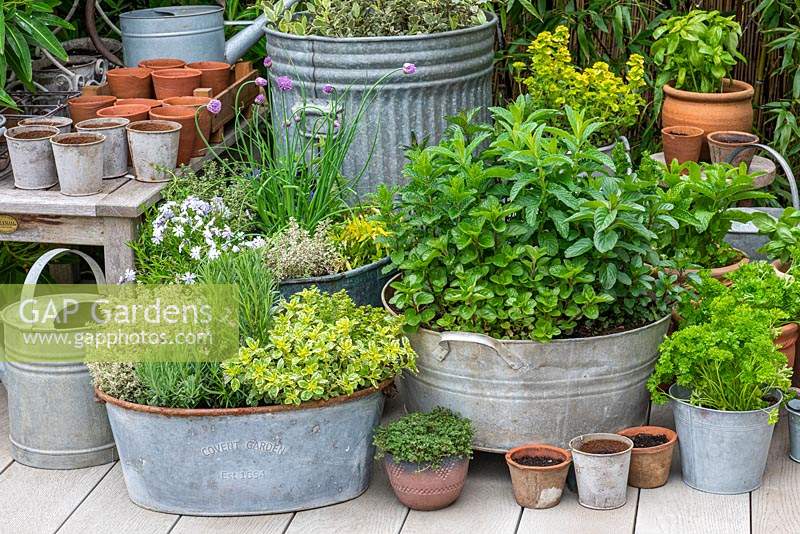 Herb garden in the corner of a small deck with an oval planter of Oregano 'Country Cream', English lavender, central Rosemary, and 'Silver Queen' Thyme. Old washtub planted with 5 varieties of mint.