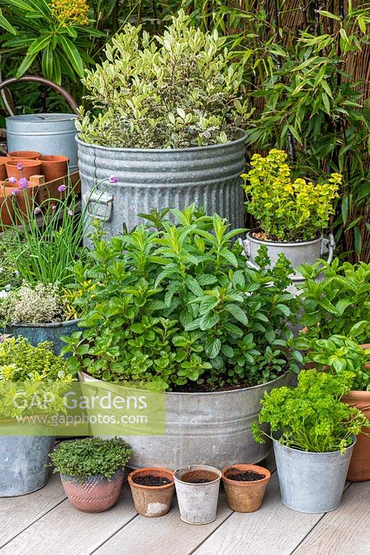 On the corner of a deck, an old tin washtub planted with varieties of mint including garden, black peppermint, curly, Morrocan, basil and Eau de Cologne.