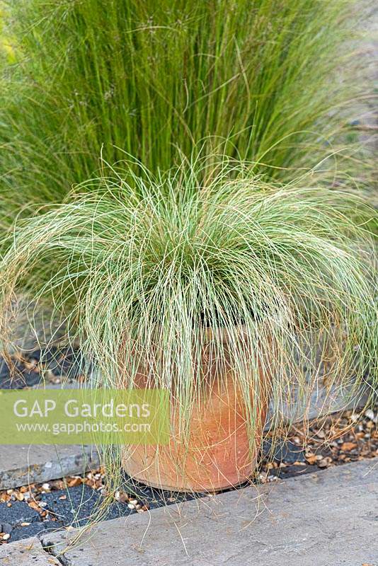 Terracotta pot of ornamental grass Carex comans 'Frosted Curls'