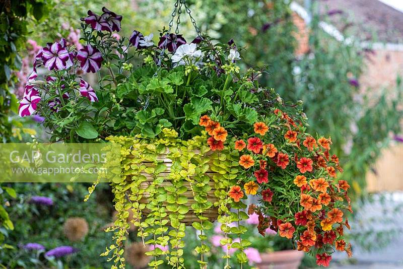 Summer hanging basket planted with trailing Calibrachoa Can Can 'Terracotta', million bells, Petunia 'Star Mixed', white geranium and Lysimachia 'Goldilocks'.