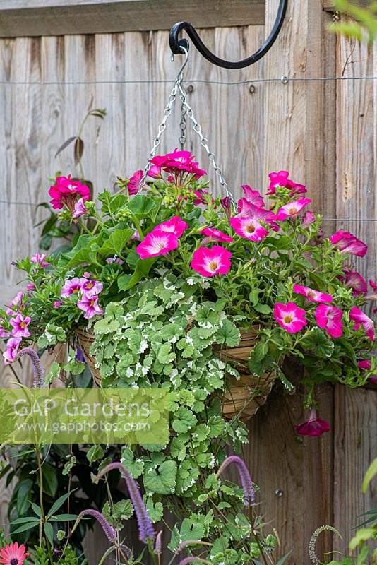 Summer hanging basket planted with trailing Calibrachoa 'Bloomtastic Rose Quartz' - million bells, Geranium, Petunia 'Trailing Rose Morn' and Nepeta.
