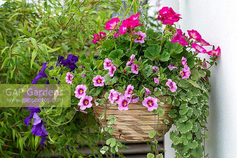 Summer hanging basket planted with trailing Calibrachoa 'Bloomtastic Rose Quartz' - million bells, Petunia 'Surfinia Giant Blue', Nepeta and Geranium