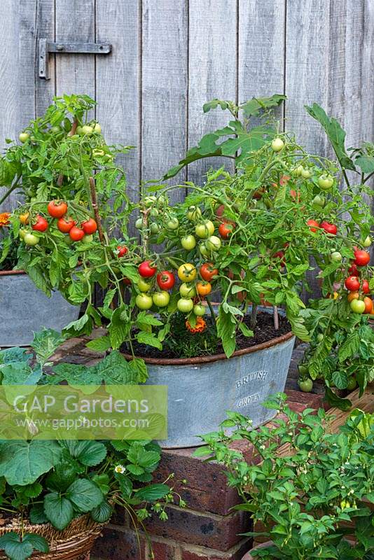 Galvanised metal container planted with French marigolds, chilli peppers and the dwarf bush cherry tomato 'Maskotka'.