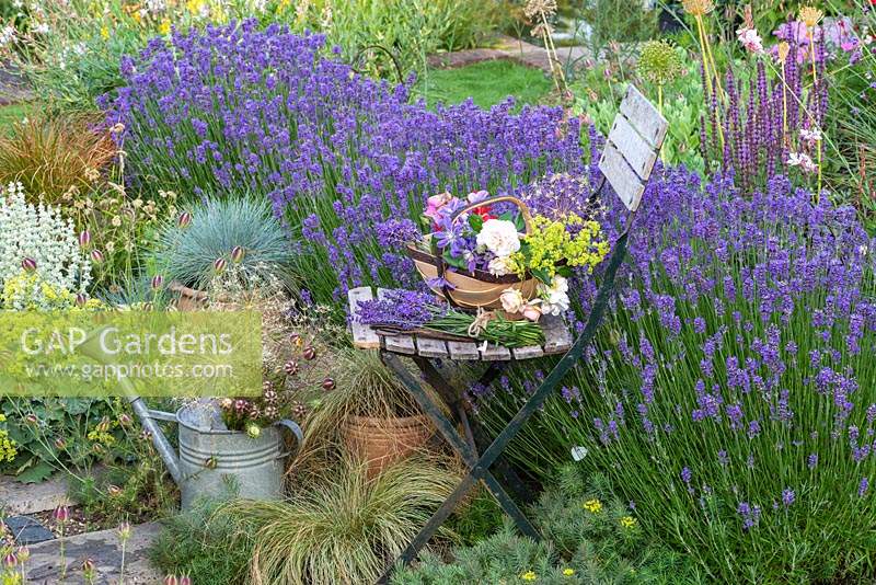 A trug of cut flowers and bunches of lavender rest on an old slatted chair, placed beside a hedge of Lavandula angustifolia 'Hidcote' in a border interplanted with ornamental grasses, succulents and Alchemilla.